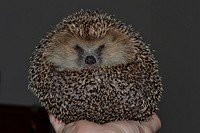 Hedgehog background. Free public domain CC0 image.