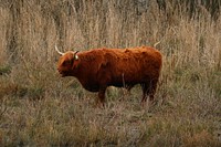 Nature cow & bull in the nature. Free public domain CC0 photo