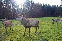 Deer, animal, wildlife background. Free public domain CC0 photo.