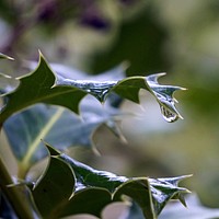 Holly leaf. Free public domain CC0 image.
