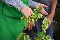 Closeup of person holding hop plant. Free public domain CC0 image.