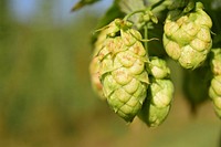 Green conifer cone. Free public domain CC0 photo.