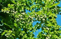 Closeup of hops growing on plant. Free public domain CC0 image. 