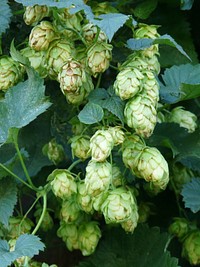 Closeup of hops growing on plant. Free public domain CC0 image. 