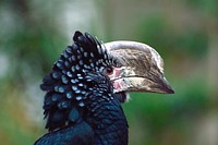 Silvery cheeked hornbill bird. Free public domain CC0 image.
