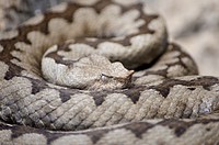 Horned desert viper snake. Free public domain CC0 image.