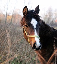 Horse wearing halter. Free public domain CC0 photo.