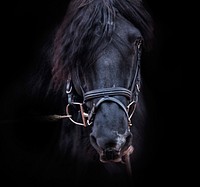 Black horse, animal image. Free public domain CC0 photo.