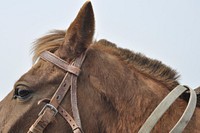 Beautiful horse background image. Free public domain CC0 photo.