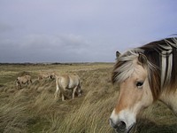 Norwegian Fjord Horse. Free public domain CC0 photo.