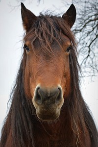 Funny horse, animal photography. Free public domain CC0 image.