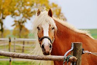 Haflinger pony, horse image. Free public domain CC0 photo.