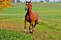 Chestnut horse in field. Free public domain CC0 photo.