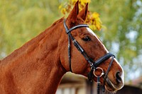 Chestnut horse in bridle. Free public domain CC0 photo.