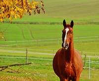 Chestnut horse in field. Free public domain CC0 photo.