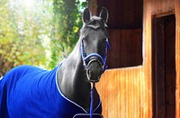 Black horse, animal image. Free public domain CC0 photo.