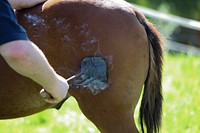 Man branding horse. Free public domain CC0 photo.