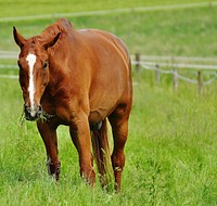 Chestnut horse in field. Free public domain CC0 photo.