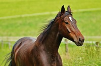 Brown horse in pasture. Free public domain CC0 photo.