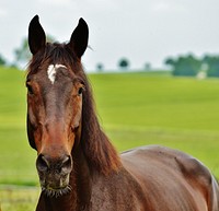 Brown horse in pasture. Free public domain CC0 photo.