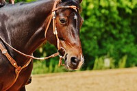 Horse in western bridle. Free public domain CC0 photo.