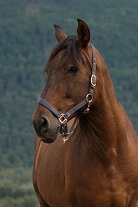 Horse wearing halter. Free public domain CC0 photo.