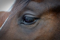 Horse eye close up. Free public domain CC0 photo.