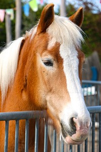 Cute Haflinger pony. Free public domain CC0 photo.