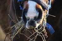 Horse eating straw. Free public domain CC0 photo.