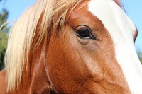 Horse eye close up. Free public domain CC0 photo.