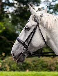 White horse, animal image. Free public domain CC0 photo.