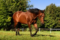 Happy brown horse in field. Free public domain CC0 photo.