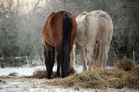 Horses in winter, animal photography. Free public domain CC0 image.