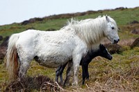 Foal and mare, horse image. Free public domain CC0 photo.