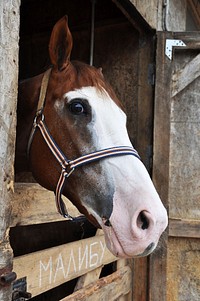 Horse in stable. Free public domain CC0 photo.