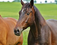 Two horses grazing in field. Free public domain CC0 photo.