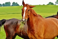 Two horses grazing in field. Free public domain CC0 photo.