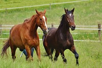 Horses playing in field. Free public domain CC0 photo.