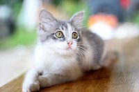 Adorable cat background. Free public domain CC0 photo.