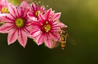 Bee on flower. Free public domain CC0 photo.