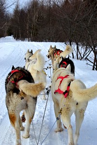 Dogsled on snow. Free public domain CC0 photo.