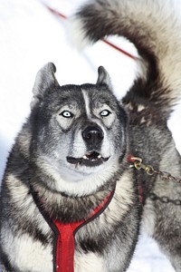 Husky with red chest strap. Free public domain CC0 photo.