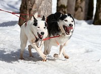 Dogsled on snow. Free public domain CC0 photo.