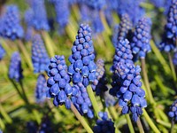 Purple hyacinth background. Free public domain CC0 photo.