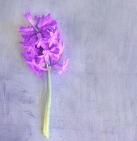 Purple hyacinth background. Free public domain CC0 photo.