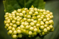 Hydrangea buds. Free public domain CC0 photo.