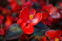 Wax begonia background. Free public domain CC0 photo.