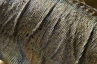 Close up reptile skin texture. Free public domain CC0 photo.