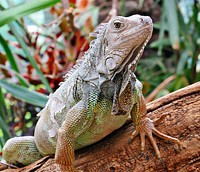 Iguana lizard. Free public domain CC0 image.