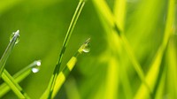 Water drops on grass. Free public domain CC0 photo.